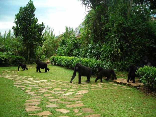 Bwindi Impenetrable Forest Bwindi Impenetrable Forest